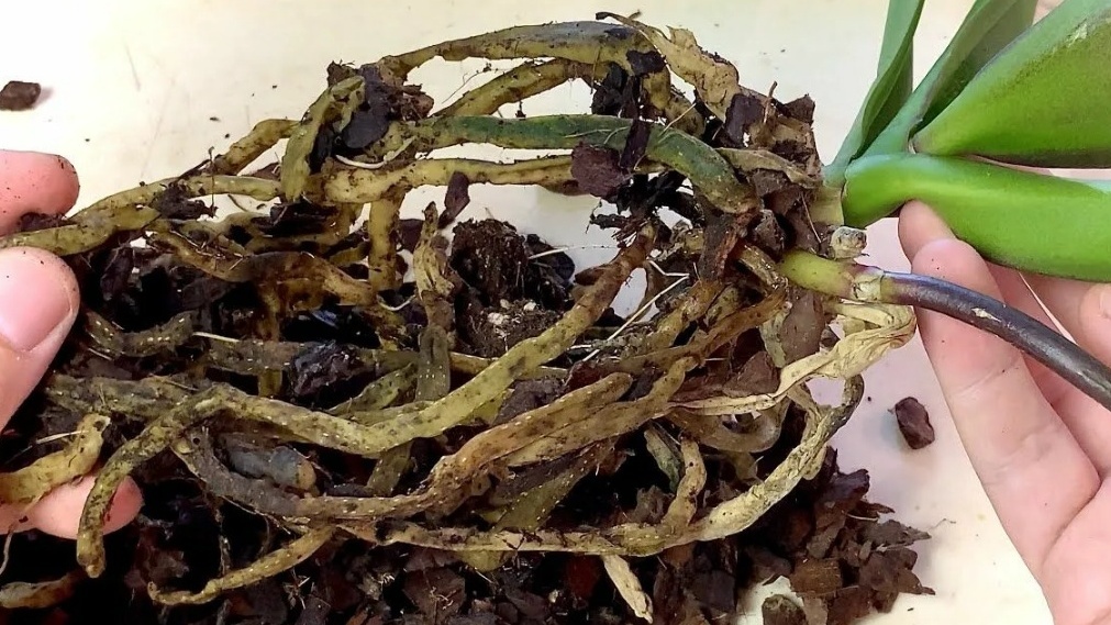 Вот во что превратилась моя покупка за 1500 рублей через 5 дней