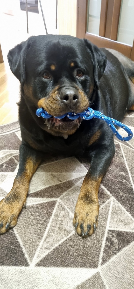 Если я опаздываю с ужином, то Берта начинает демонстративно жевать игрушку. Всем своим видом показывая мне, что до голодного обморока остались считанные секунды. 🤣