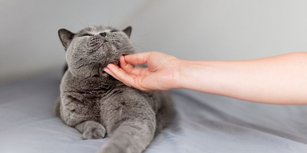 Мурлыканье не всегда от счастья: вибрация, которая лечит кошку — и может скрывать боль