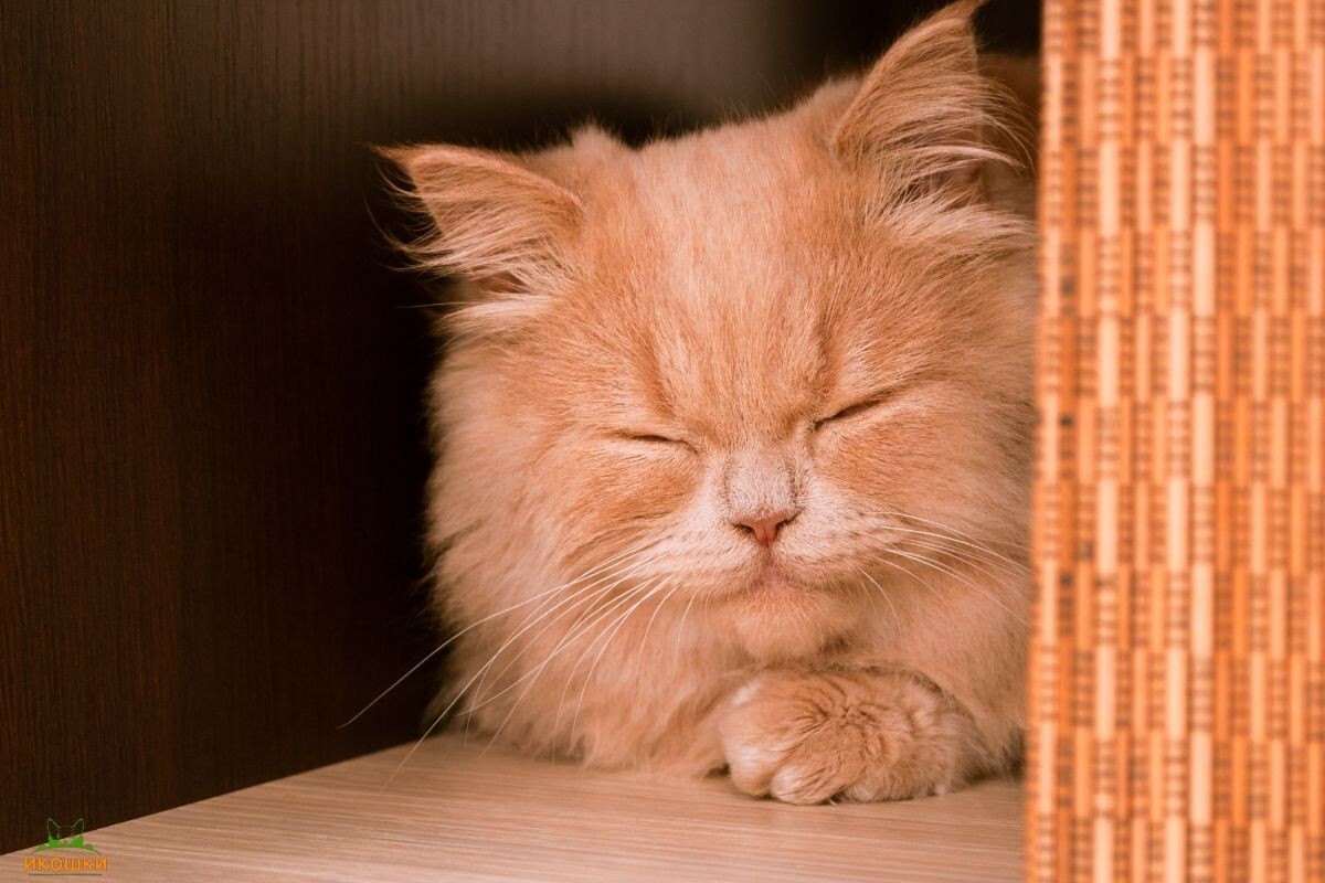 Рыжий кот мурлыкает 
