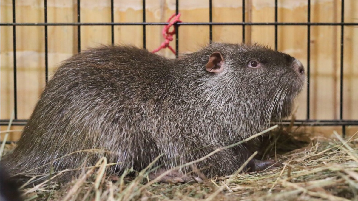    Источник: «Городская ферма»