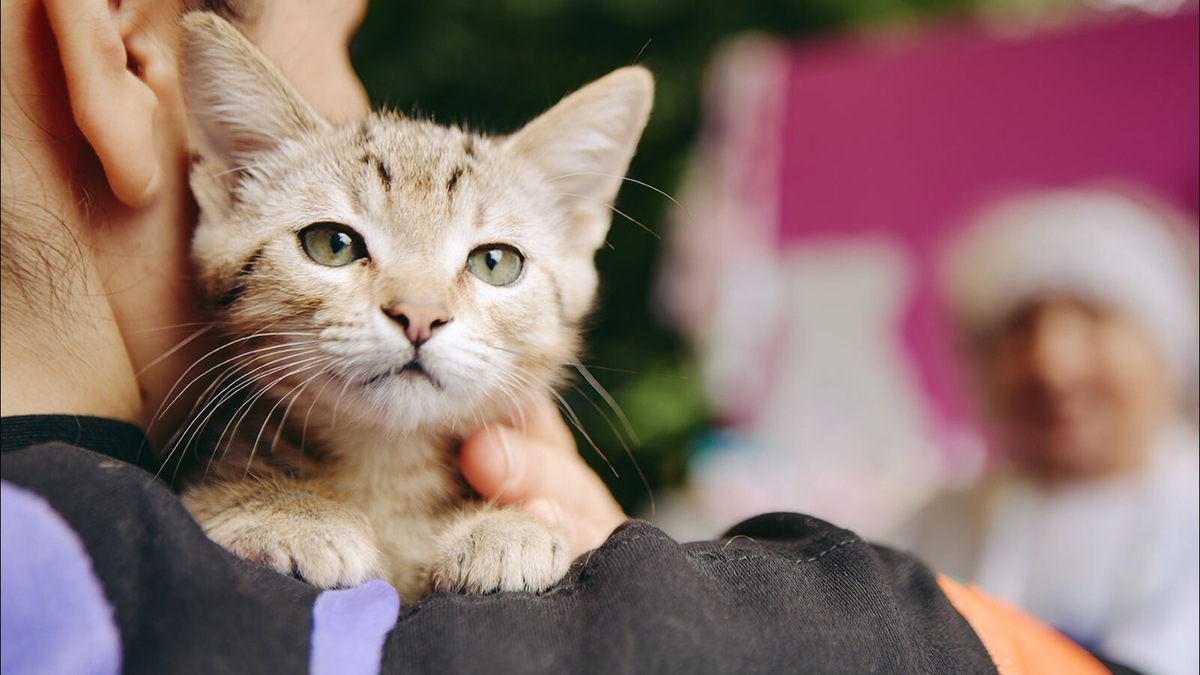    Источник: Пресс-служба Комитета общественных связей и молодежной политики города Москвы