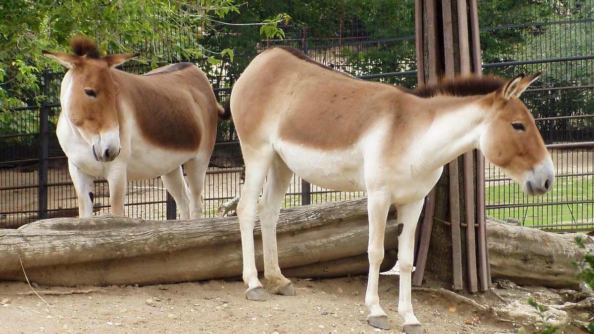   Кианги занесены в Красную книгу