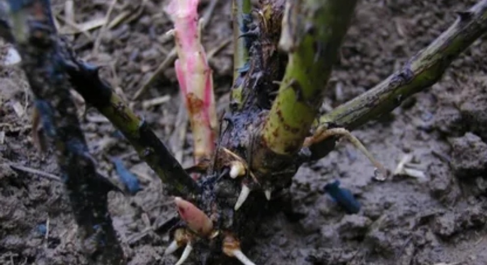 Розы гибнут не от мороза, а от укрытия. 5 фактов переворачивают представления