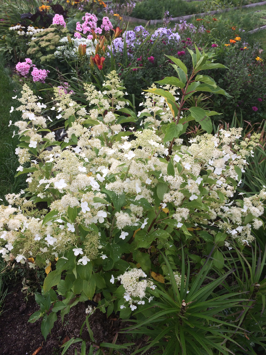 2019 год. Первое обильное цветение Киушу. Фото Мой второй сад.
