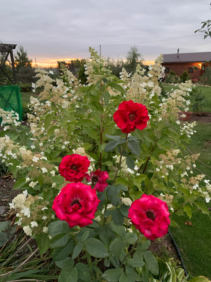 Молодая гортензия Киушу и роза. Фото Мой второй сад. 