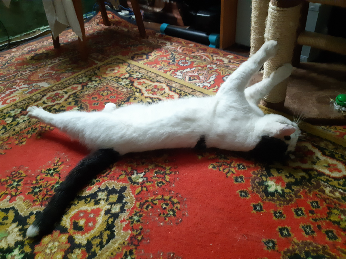 Клавишник ансамбля "Оранжевый дерёт"