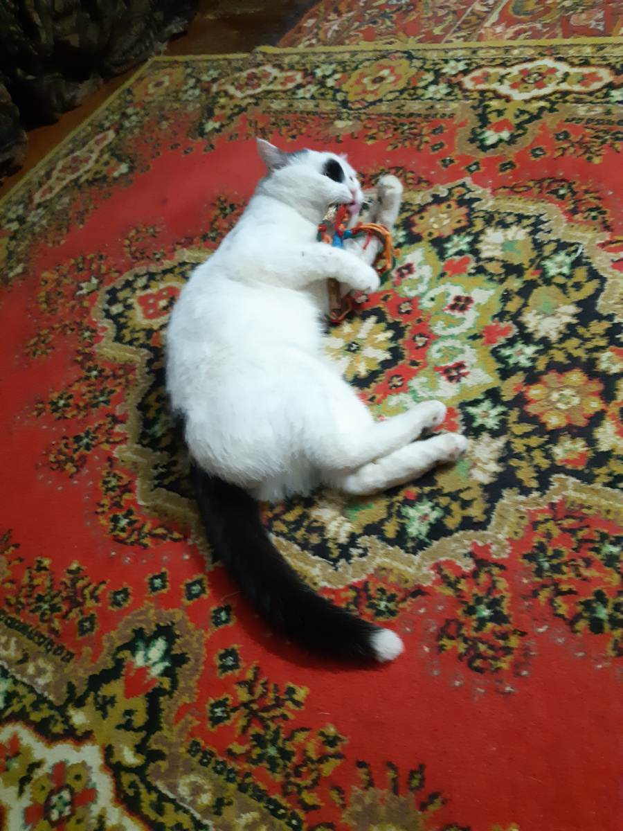 Нелегка кошачья доля, если хочешь первым быть. То тебя кусают в голень, то когтями по лбу "ить!"...