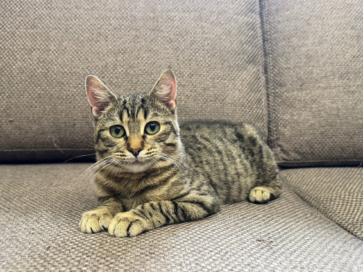 Малыш Тоби ищет свой дом