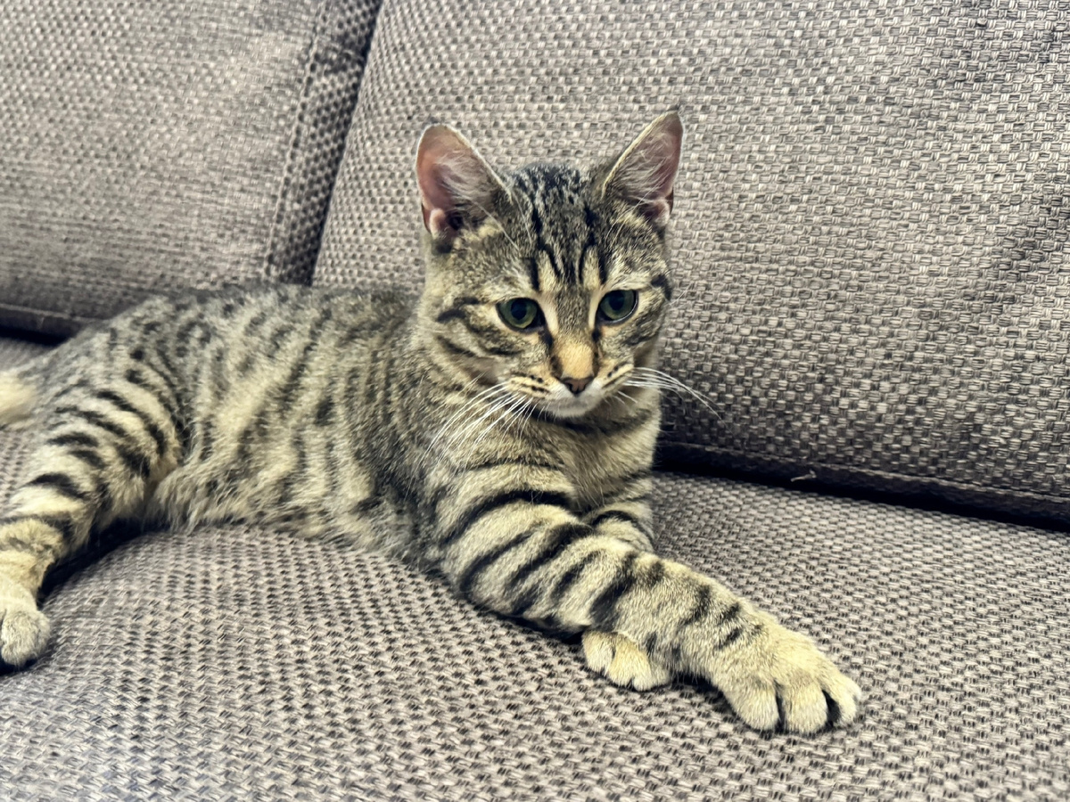 Тоби на передержке мечтает о доме