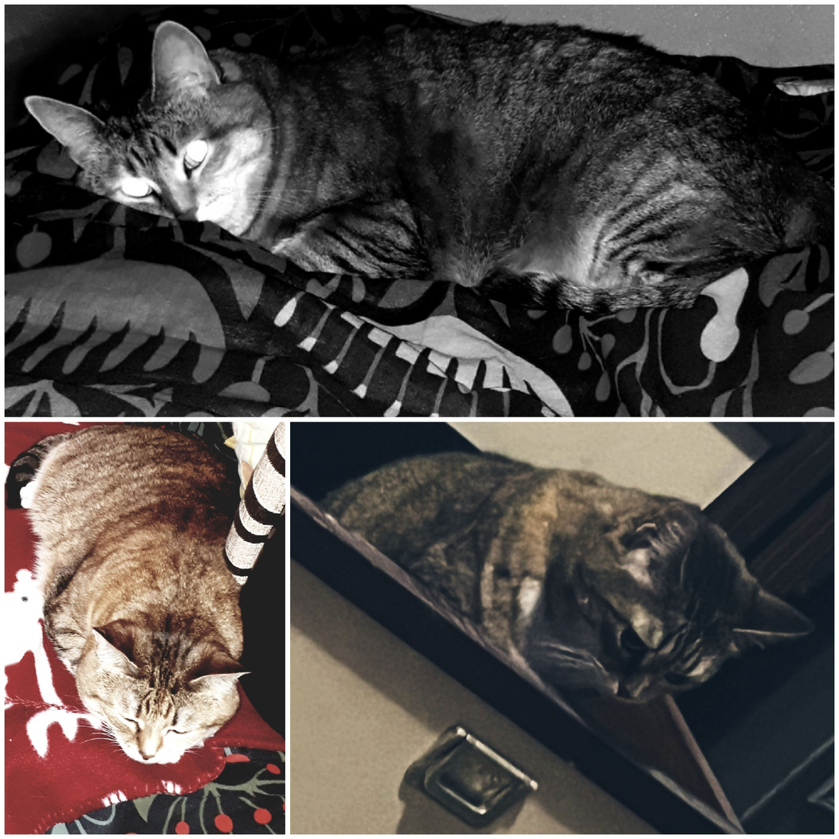 Коллаж автора 05.12.2025г.