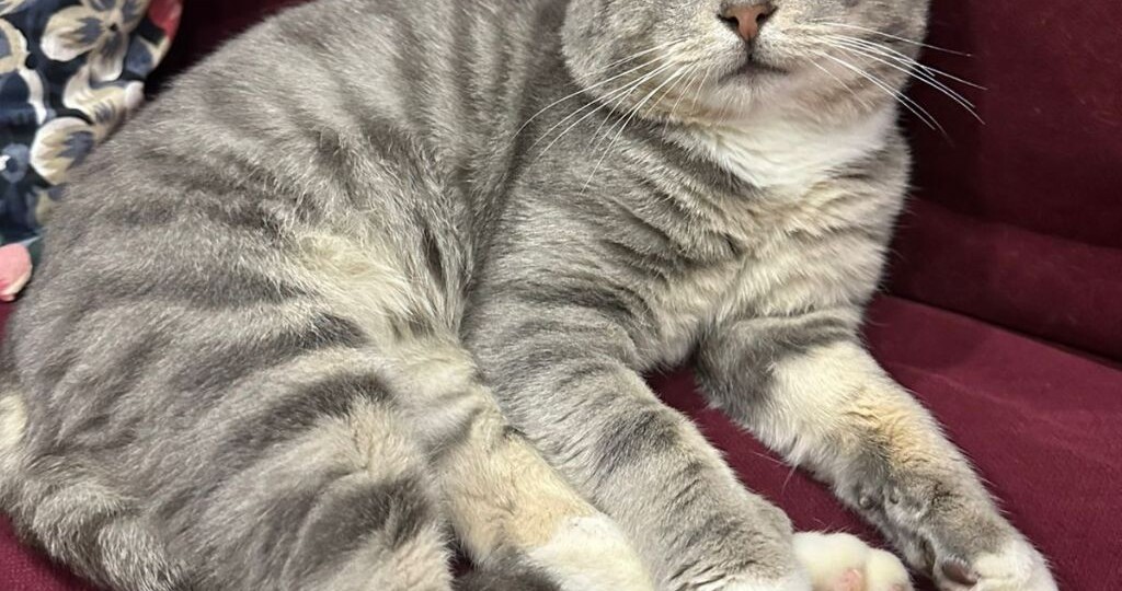 Серый мраморный котик ищет добрые руки! Москва, МО