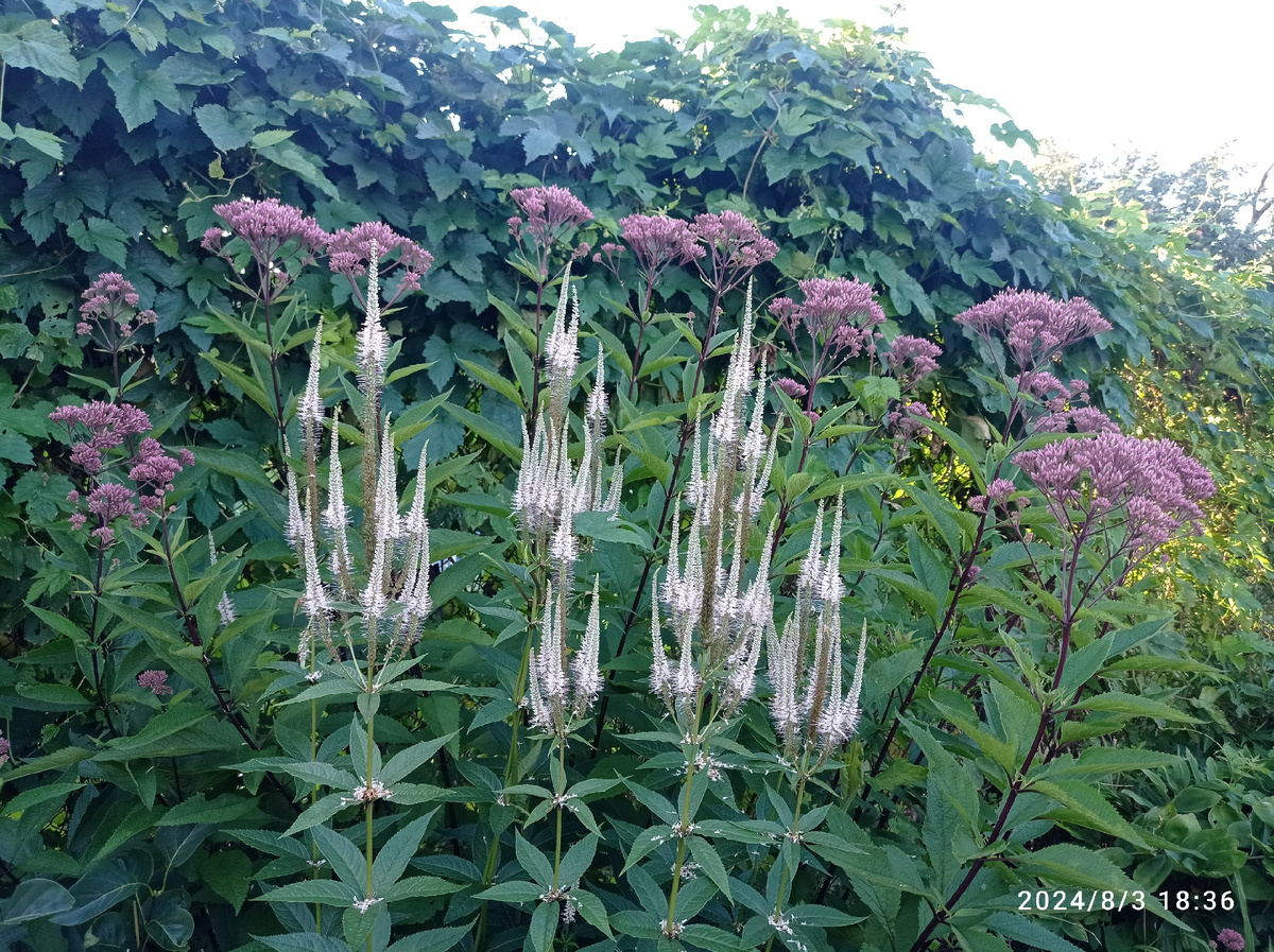 два солиста