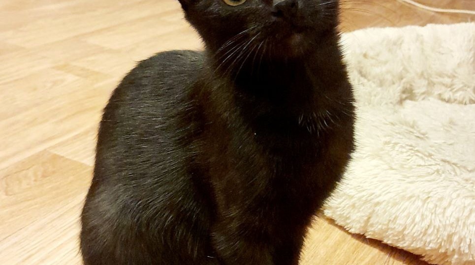 ОЧЕНЬ НУЖНЫ ХОЗЯЕВА ДВУМ СЕСТРИЧКАМ ЧЕРНЫШАМ😻🏡