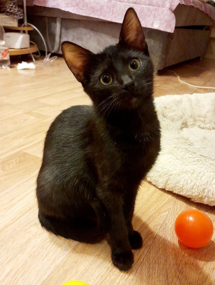 Кошечки очень нежные, умные, ласковые) 