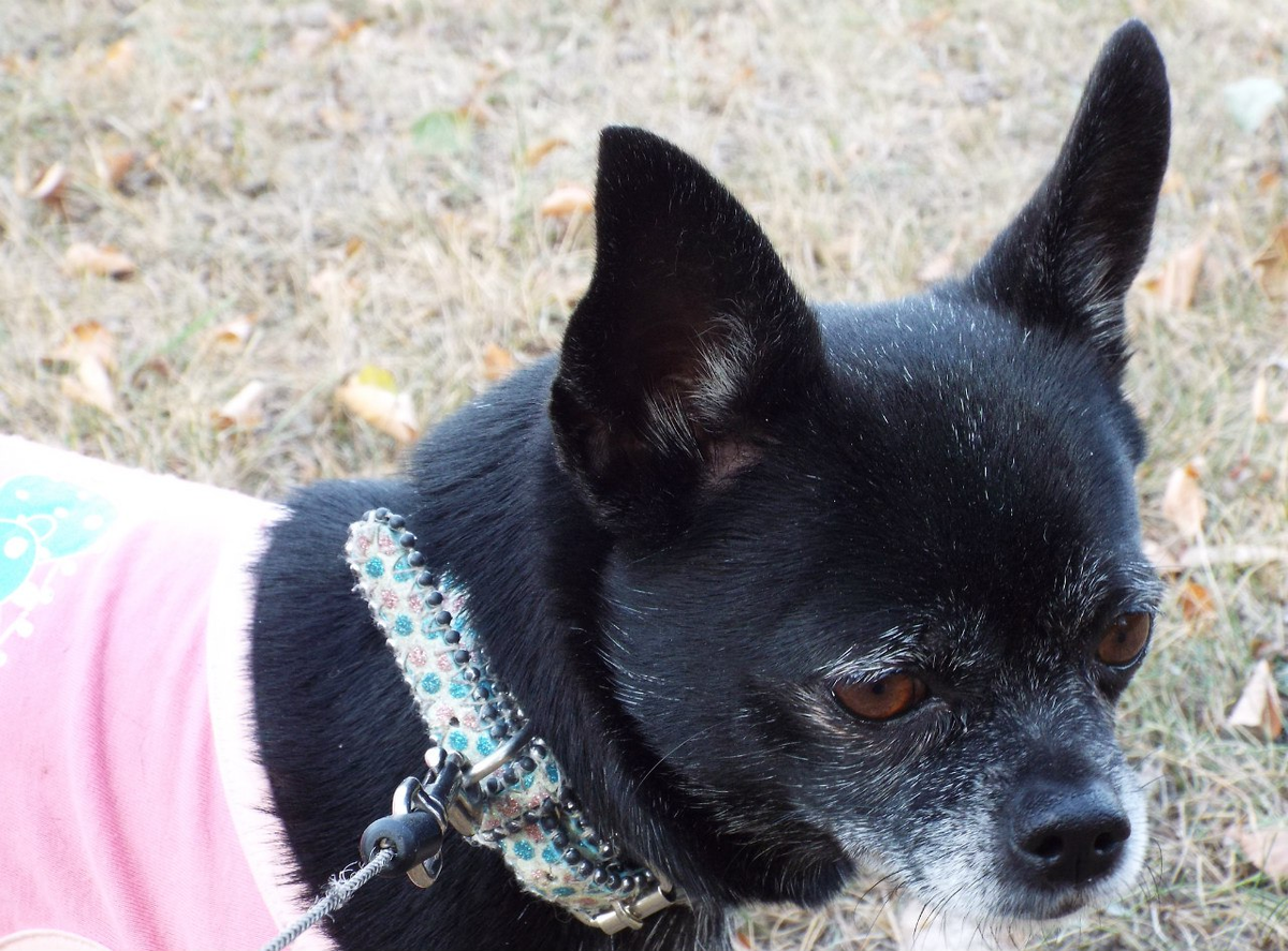 Маленькая модница