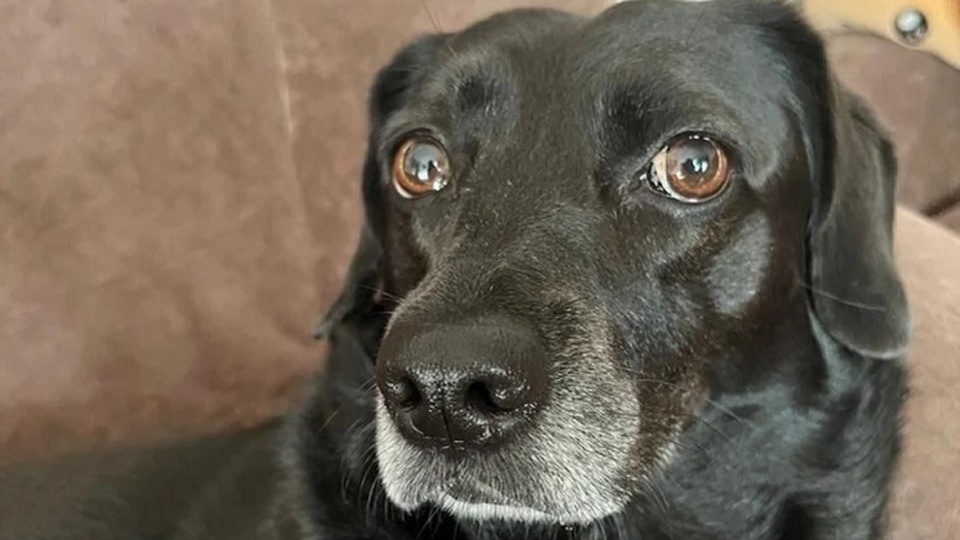 Не нашли ни живой, ни мертвой: Загадочно пропавшую собаку безуспешно ищут два месяца в Краснодаре