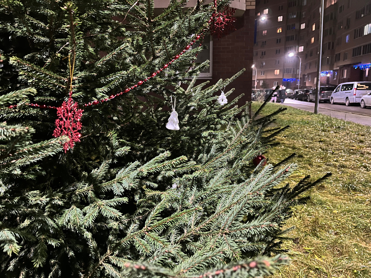 Ёлка в нашем дворе 