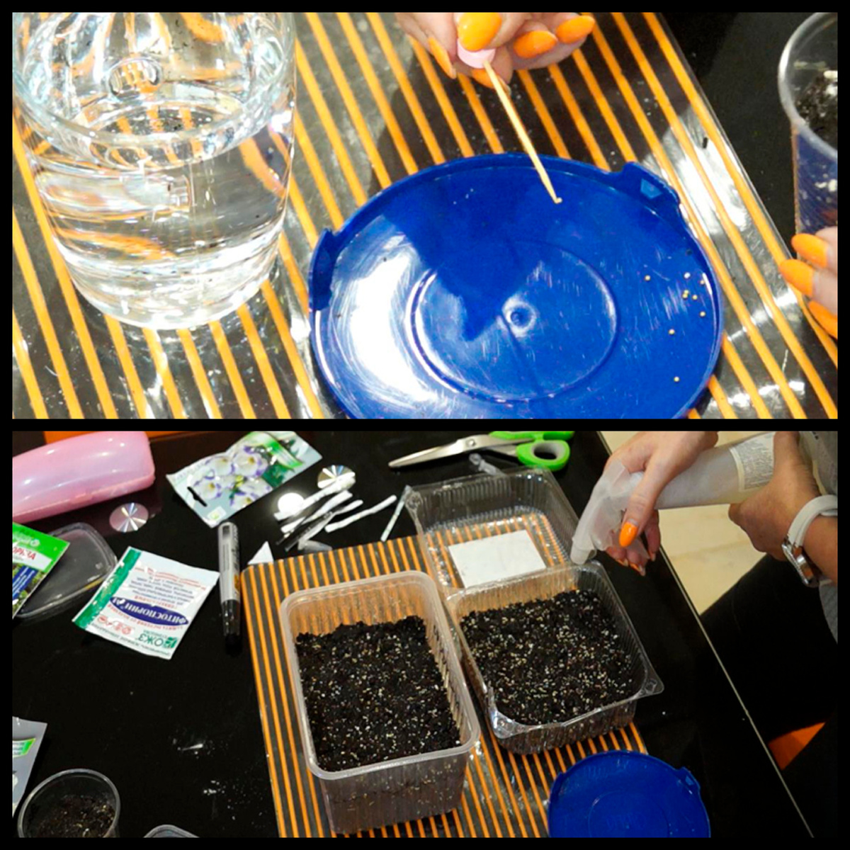 Посев дражированных семян Эустомы