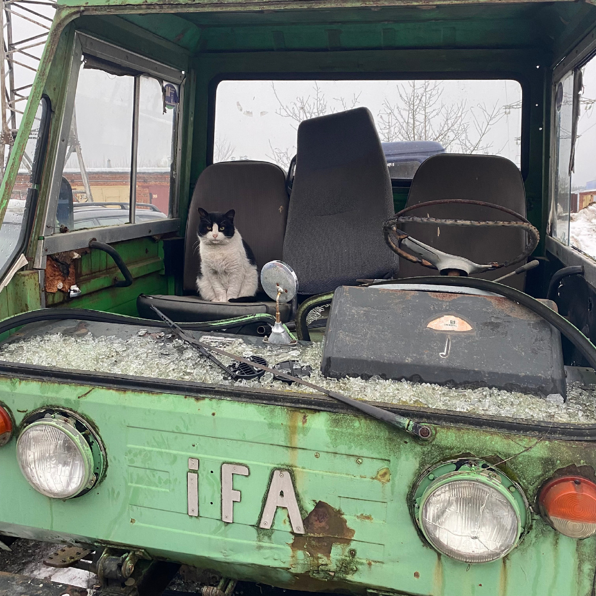 Кот "шашлык", драйвер автомобиля IFA 