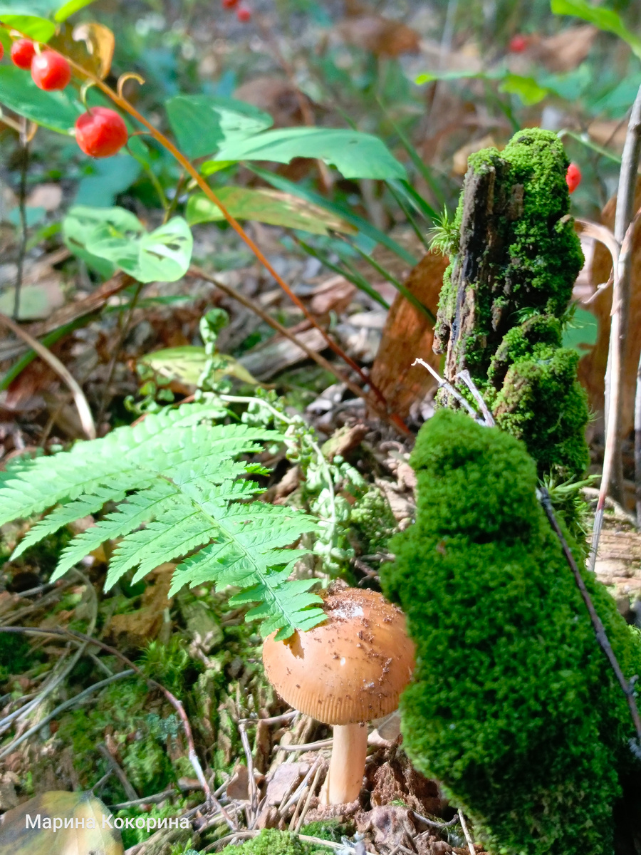 на тропе Паустовского