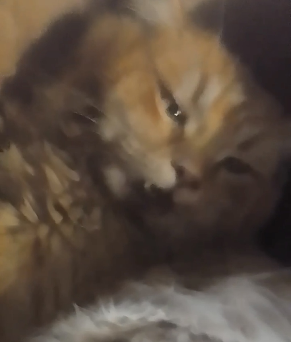 На видео и лапа, и мордашка казались не так уж плохи, как было на самом деле. Но по этому взгляду я все поняла... Фото из архива автора