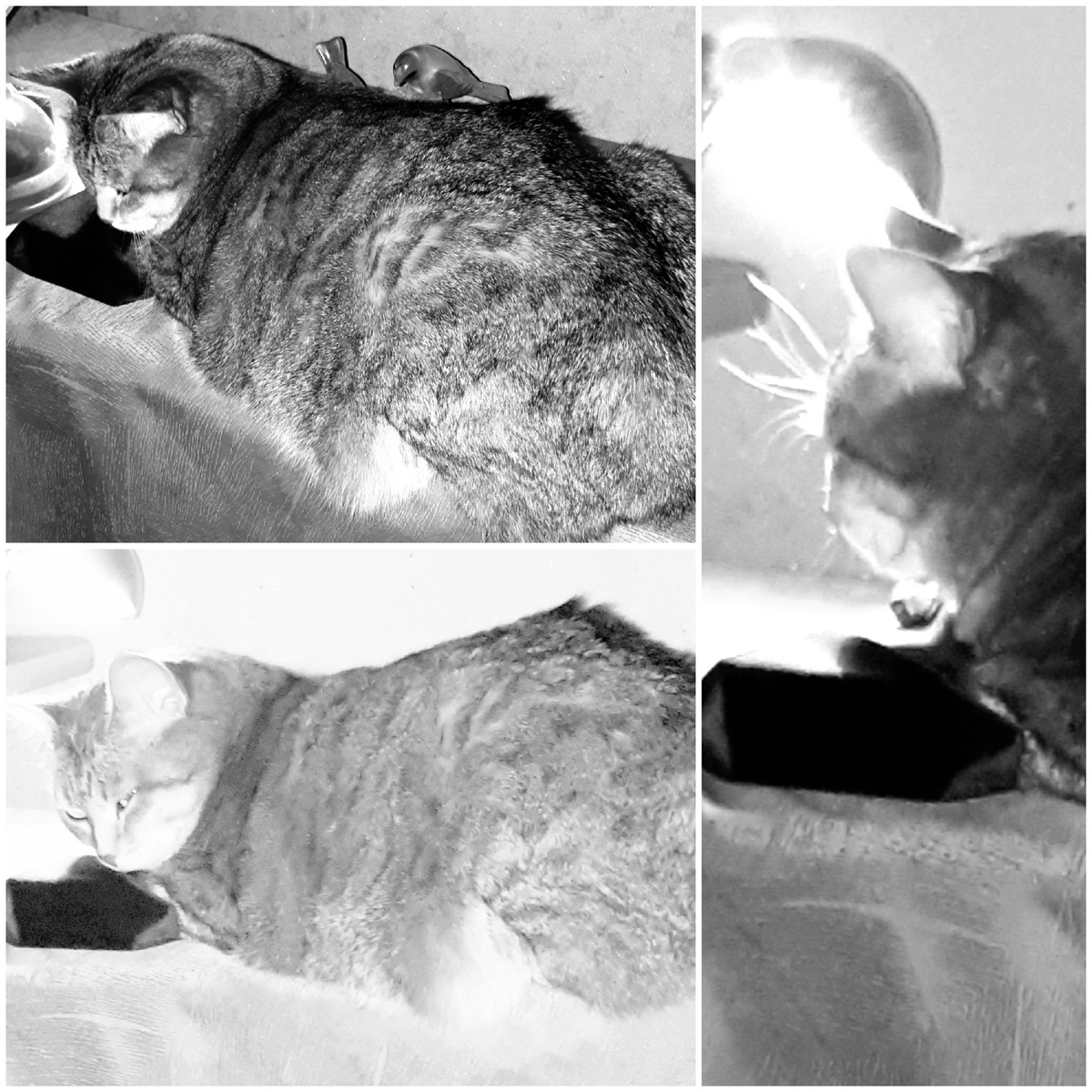 Коллаж автора 05.12.2025г.