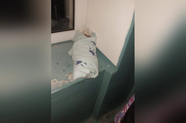    Младенца подбросили ночью в один из подъездов Альметьевска. Фото: Соцсети