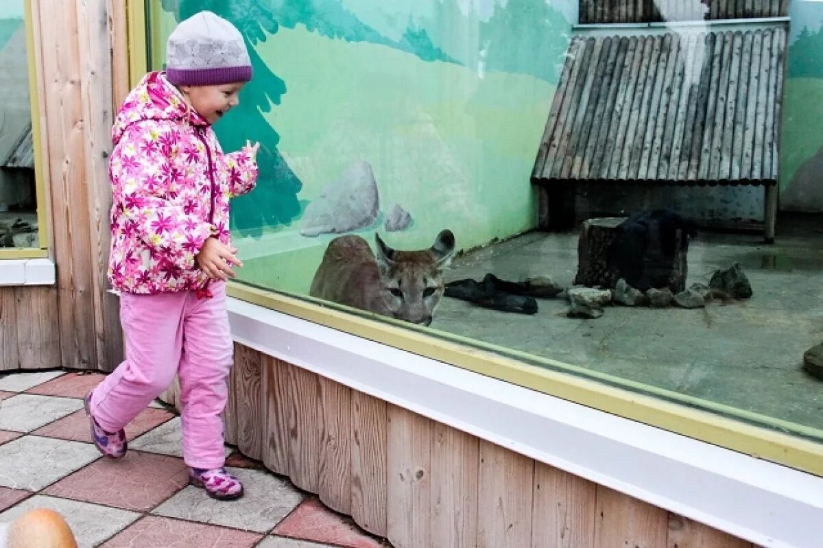    Radio Tapok и зоопарк.