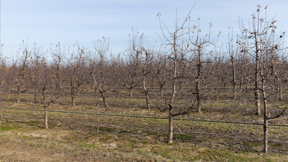 Искореняющая обработка сада осенью: надежный способ избавиться от болезней и вредителей