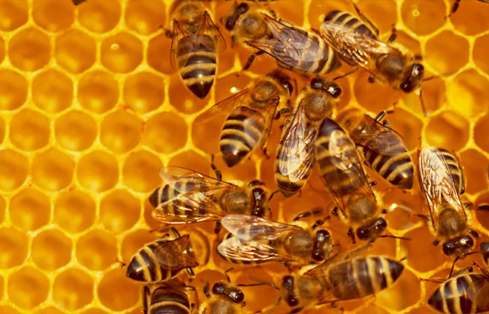 Современные технологии приводят к сокращению численности пчел.