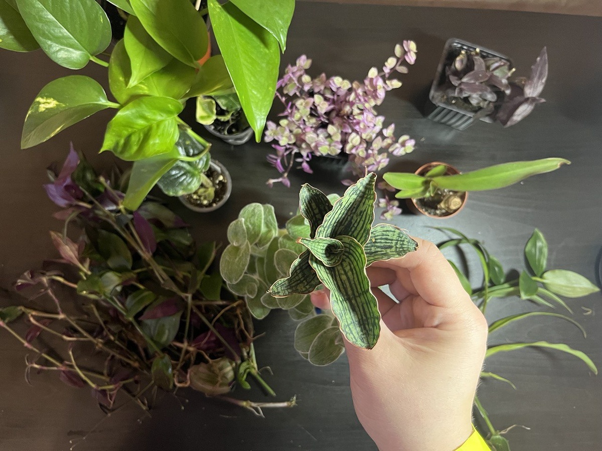 Вот такой богатый улов. И моя самая дорогая цветочная покупка — сансевиерия клеопатра