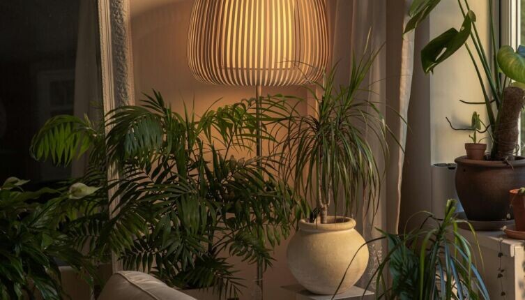    Какие комнатные растения живут дольше других? Фото: Elly M on Unsplash