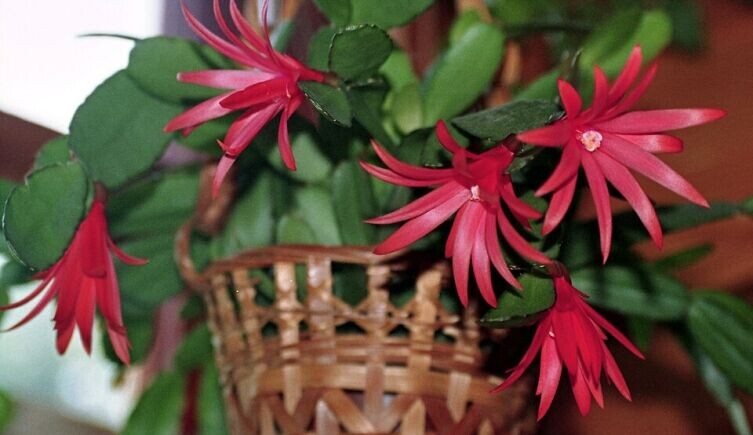    Хатиора Гартнера, сорт 'Sagitta' Фото: Kor!An  по лицензии CC BY-SA 3.0 