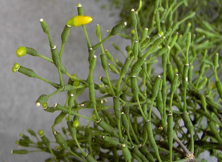    Хатиора солеросовая Фото: по лицензии CC BY-SA 3.0 