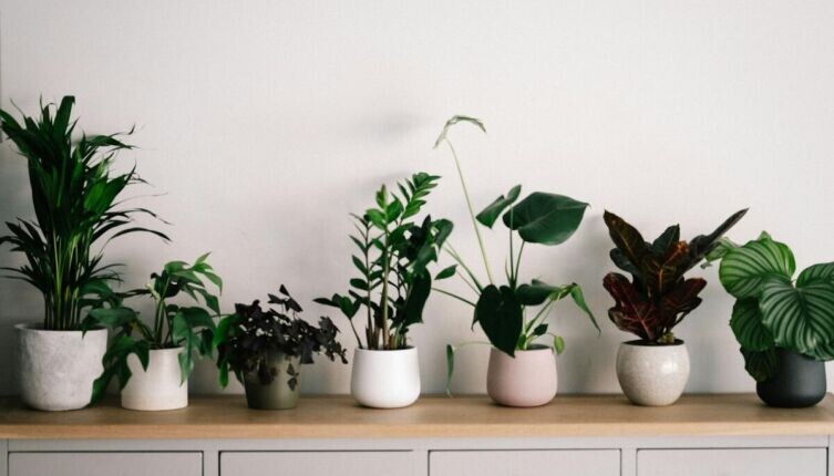    Почему плохо растут комнатные растения и как это исправить? Фото: Annie Spratt on Unsplash