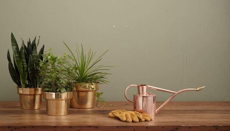    Как поливать комнатные растения зимой? Фото: по лицензии CC0 Pxhere.com