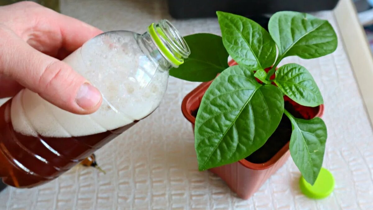 Подкормка рассады