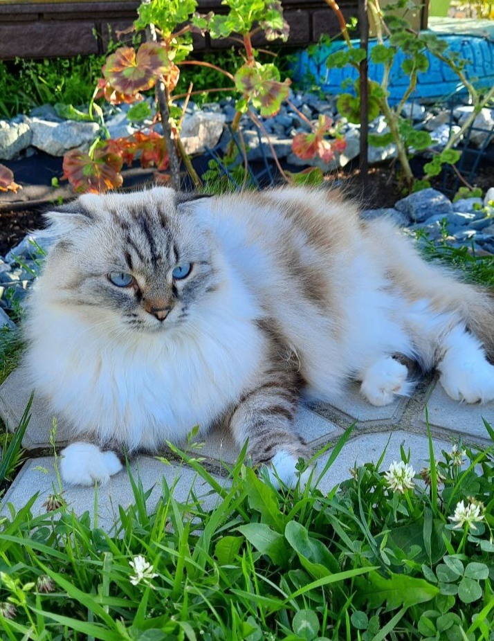 Фото автора. Красотка летом на даче. 