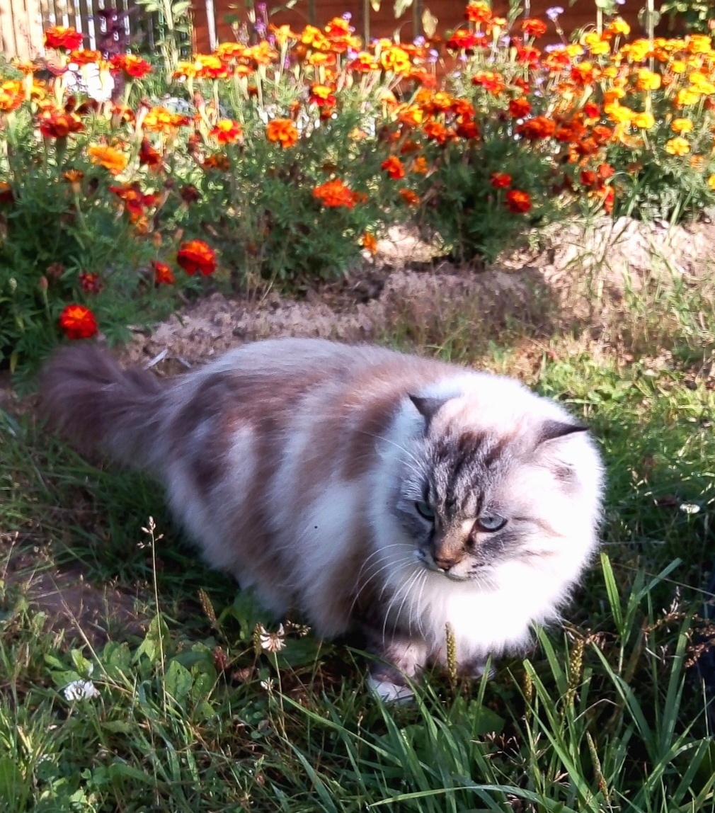 Фото автора. Красотка вышла на охоту.