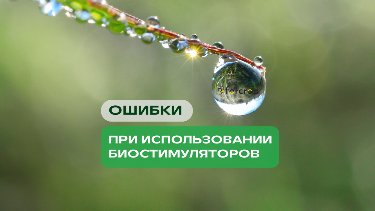 Биостимуляторы — мощный инструмент для повышения урожайности и качества плодов. Но при неправильном применении эффект может быть слабым или непредсказуемым. Разбираем самые распространённые ошибки.