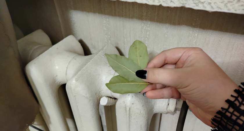    Фото: progorod43.ru