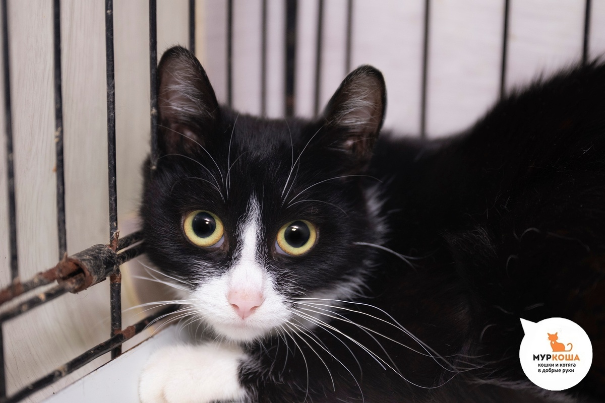 Милати уличная кошечка. Вероятно мама Жорика.