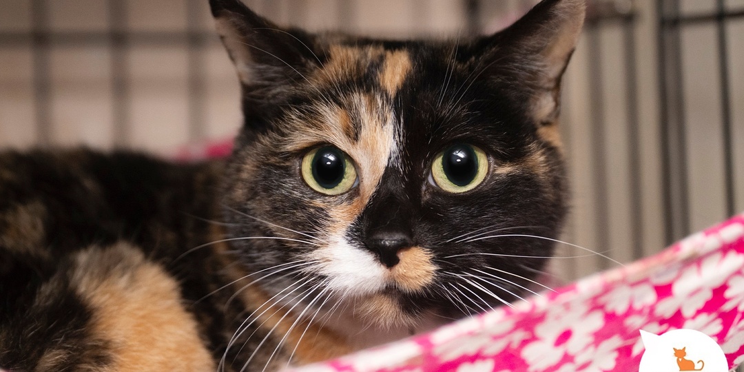 Вас всегда будут ждать дома