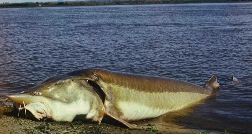 Калуга: амурский гигант, которого мы почти потеряли