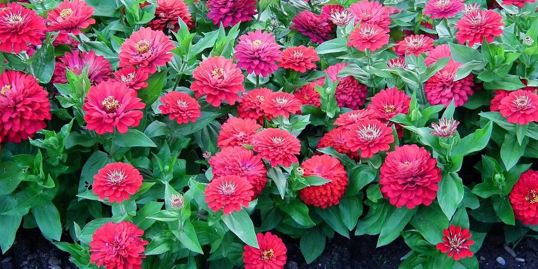 Циннии нужен лёгкий, рыхлый, дренированный грунт — Revista Oeste