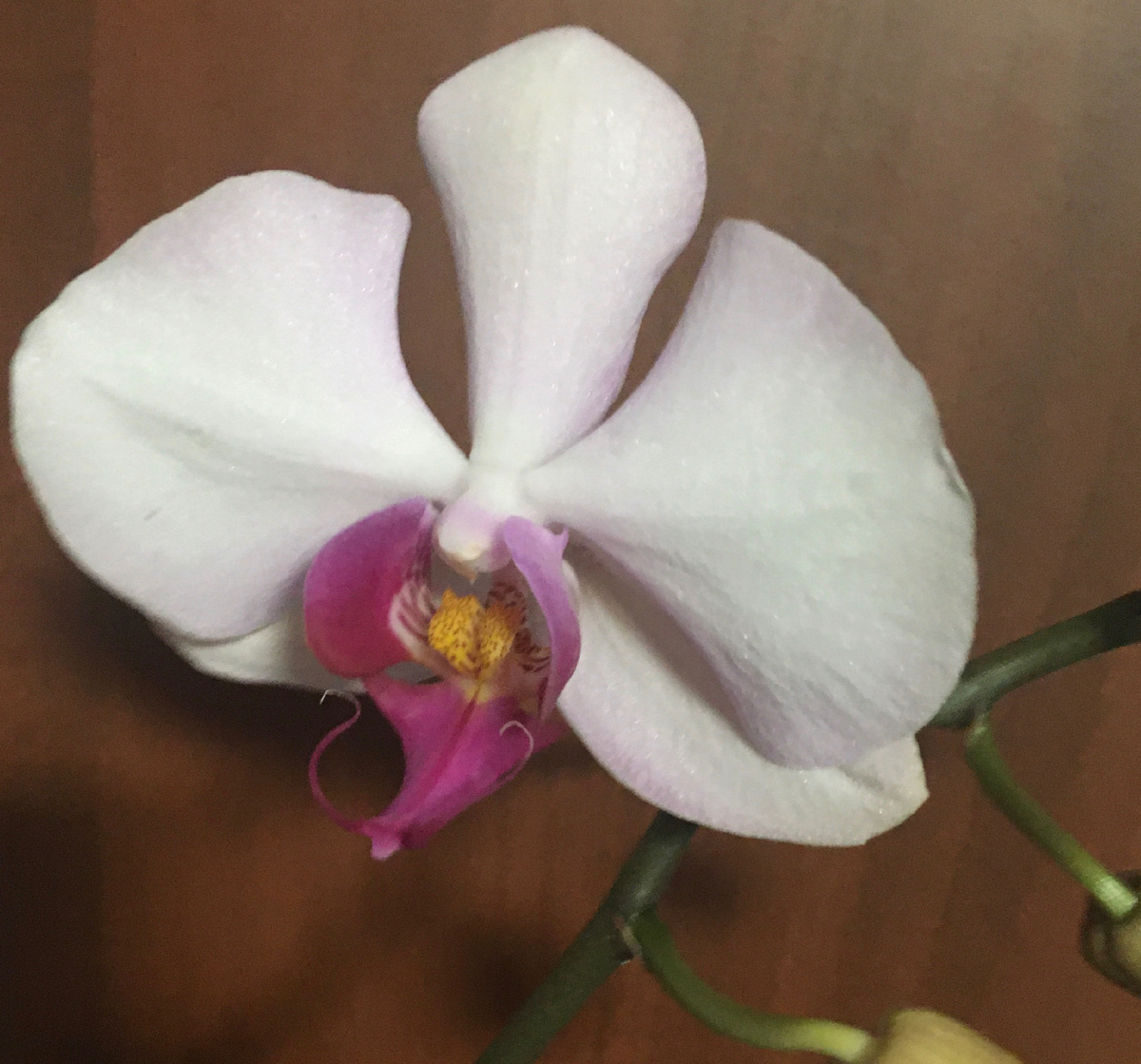 Скрапино распустилась