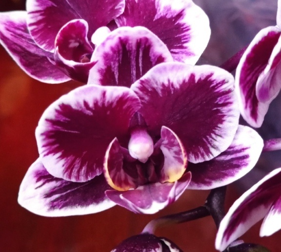 Фото из интернета. А у меня зацвёл вот так: