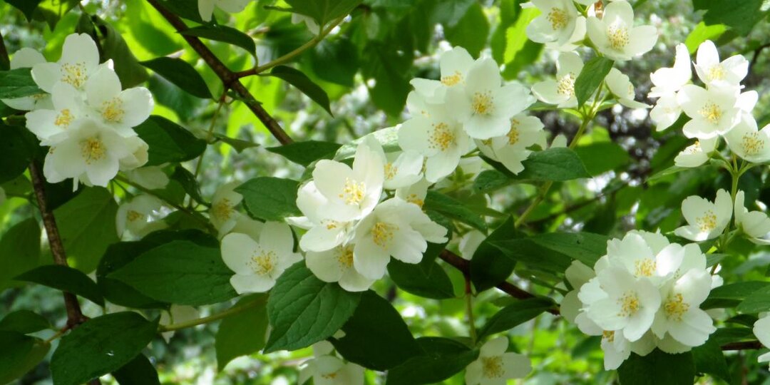 Капский жасмин быстро сбрасывает бутоны на жаре — садовод Суни Бустинца