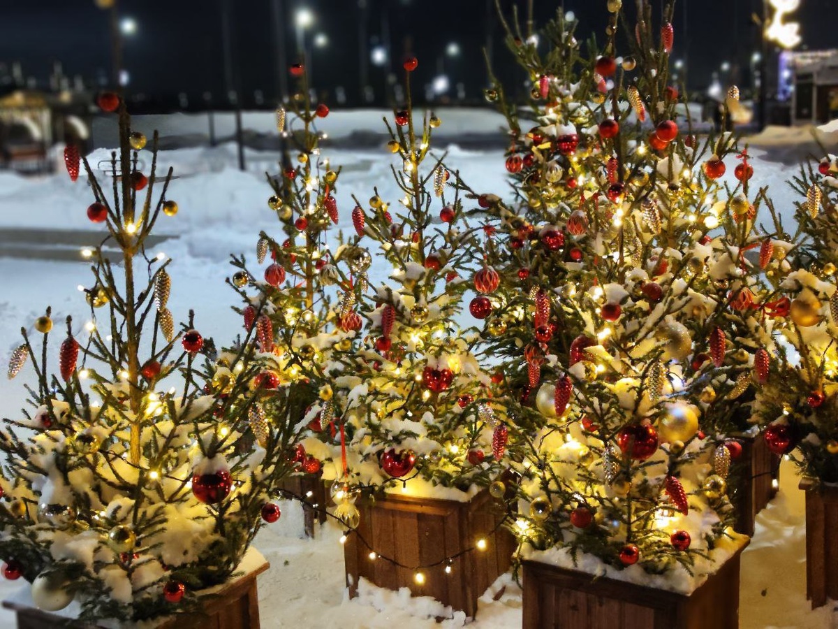 Сортов елок существует множество, и каждый имеет свои особенности.  Фото: ФедералПресс / Кобалия Ксения